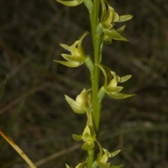 Prasophyllum sp. at Vincentia, NSW - suppressed