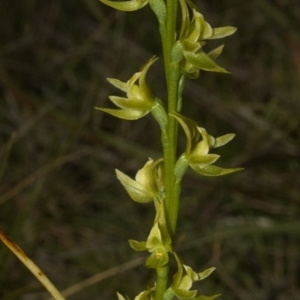 Prasophyllum sp. at Vincentia, NSW - suppressed
