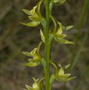 Prasophyllum sp. at Vincentia, NSW - suppressed