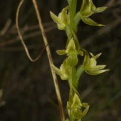 Prasophyllum sp. at Vincentia, NSW - suppressed