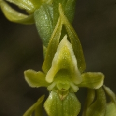 Prasophyllum sp. at Vincentia, NSW - suppressed