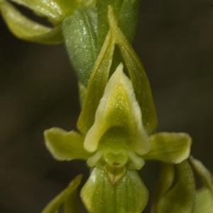 Prasophyllum sp. at Vincentia, NSW - suppressed