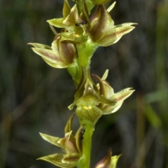 Prasophyllum sp. (A Leek Orchid) at Kinghorne, NSW - 12 Nov 2009 by AlanS