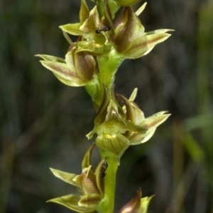 Prasophyllum sp. at Kinghorne, NSW - suppressed