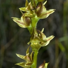 Prasophyllum sp. at Kinghorne, NSW - suppressed
