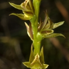 Prasophyllum sp. at Kinghorne, NSW - suppressed