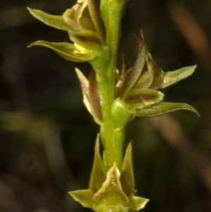 Prasophyllum sp. at Kinghorne, NSW - suppressed
