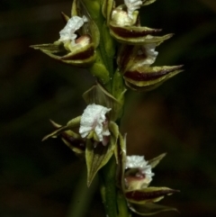 Prasophyllum australe (Austral Leek Orchid) at Vincentia, NSW - 29 Nov 2011 by AlanS