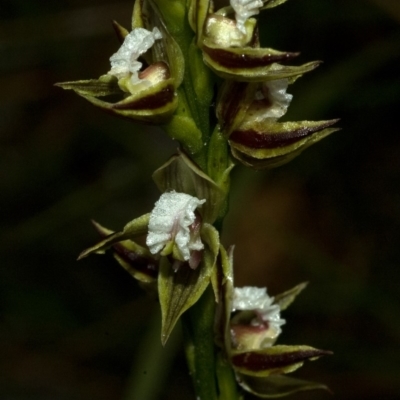 Prasophyllum australe (Austral Leek Orchid) at Vincentia, NSW - 30 Nov 2011 by AlanS