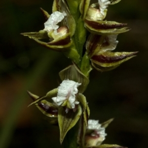 Prasophyllum australe at Vincentia, NSW - suppressed