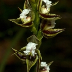 Prasophyllum australe at Vincentia, NSW - 30 Nov 2011