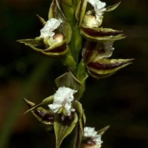 Prasophyllum australe at Vincentia, NSW - suppressed