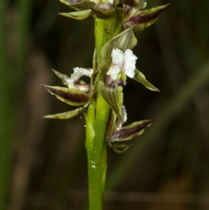 Prasophyllum australe at Vincentia, NSW - suppressed