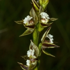 Prasophyllum australe at Vincentia, NSW - 30 Nov 2011