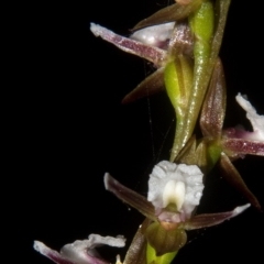 Prasophyllum brevilabre (Short-lip leek orchid) at Wollumboola, NSW - 3 Sep 2011 by AlanS
