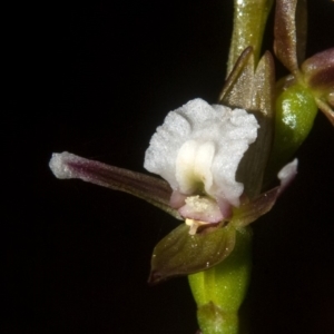 Prasophyllum brevilabre at Wollumboola, NSW - 4 Sep 2011