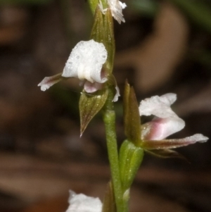 Prasophyllum brevilabre at Wollumboola, NSW - 4 Sep 2011