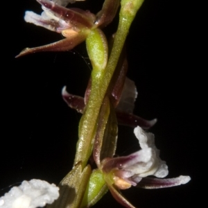 Prasophyllum brevilabre at Wollumboola, NSW - 4 Sep 2011