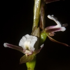 Prasophyllum brevilabre at Wollumboola, NSW - 4 Sep 2011