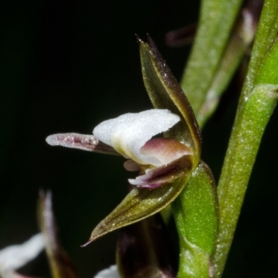 Paraprasophyllum brevilabre (Short-lip Leek Orchid) at Wollumboola, NSW - 27 Aug 2013 by AlanS