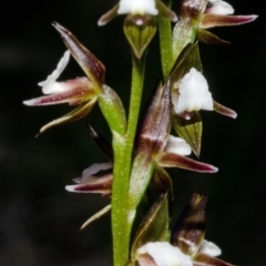 Paraprasophyllum brevilabre at Wollumboola, NSW - suppressed