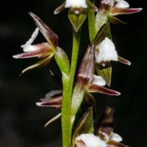 Paraprasophyllum brevilabre at Wollumboola, NSW - 27 Aug 2013