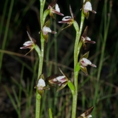 Paraprasophyllum brevilabre at Wollumboola, NSW - suppressed