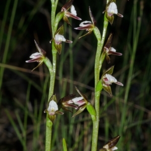 Paraprasophyllum brevilabre at Wollumboola, NSW - 27 Aug 2013