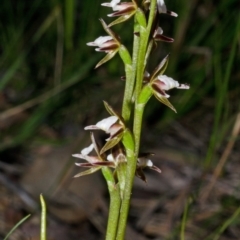 Paraprasophyllum brevilabre at Wollumboola, NSW - suppressed