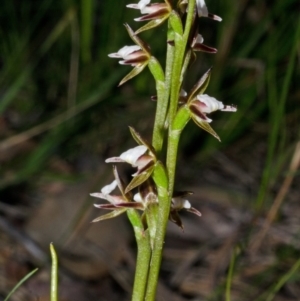 Paraprasophyllum brevilabre at Wollumboola, NSW - suppressed