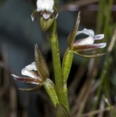 Paraprasophyllum brevilabre (Short-lip Leek Orchid) at Vincentia, NSW - 7 Sep 2006 by AlanS