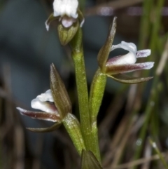 Prasophyllum brevilabre (Short-lip Leek Orchid) at Vincentia, NSW - 6 Sep 2006 by AlanS