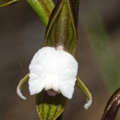 Prasophyllum brevilabre (Short-lip Leek Orchid) at Wollumboola, NSW - 14 Aug 2013 by AlanS
