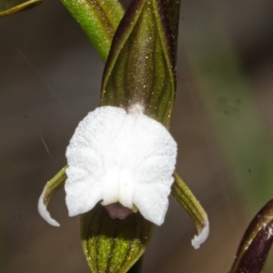 Paraprasophyllum brevilabre at Wollumboola, NSW - suppressed