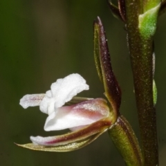 Paraprasophyllum brevilabre at Wollumboola, NSW - suppressed