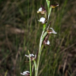 Paraprasophyllum brevilabre at Wollumboola, NSW - suppressed