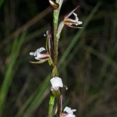 Paraprasophyllum brevilabre at Wollumboola, NSW - suppressed