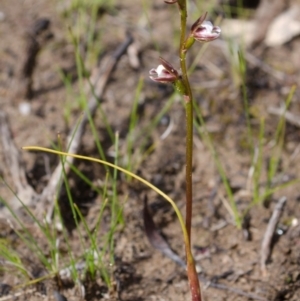 Paraprasophyllum brevilabre at Tianjara, NSW - suppressed