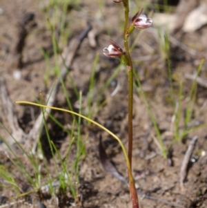 Paraprasophyllum brevilabre at Tianjara, NSW - 29 Oct 2016