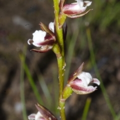Paraprasophyllum brevilabre at Tianjara, NSW - suppressed
