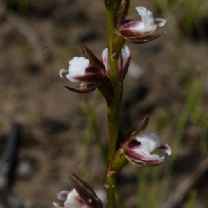 Paraprasophyllum brevilabre at Tianjara, NSW - suppressed