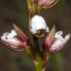 Paraprasophyllum brevilabre at Tianjara, NSW - suppressed