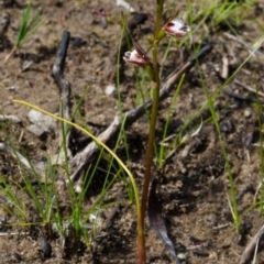Paraprasophyllum brevilabre at Tianjara, NSW - suppressed