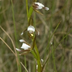 Paraprasophyllum brevilabre (Short-lip Leek Orchid) at Beaumont, NSW - 20 Oct 2011 by AlanS