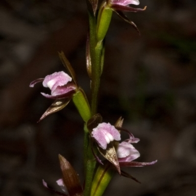 Paraprasophyllum brevilabre (Short-lip Leek Orchid) at Wollumboola, NSW - 11 Sep 2011 by AlanS