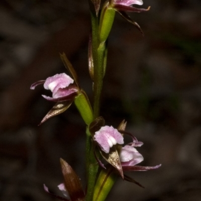 Prasophyllum brevilabre (Short-lip Leek Orchid) at Wollumboola, NSW - 10 Sep 2011 by AlanS