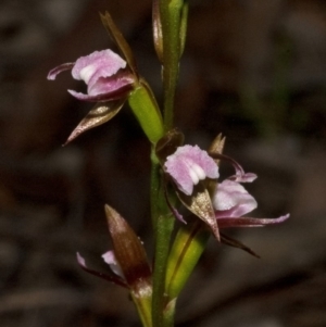 Prasophyllum brevilabre at Wollumboola, NSW - 11 Sep 2011