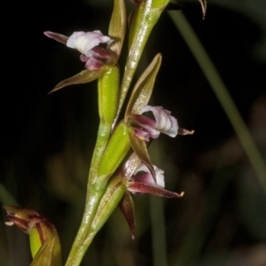 Prasophyllum brevilabre at Wollumboola, NSW - 11 Sep 2011