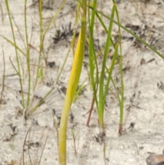 Prasophyllum elatum (Tall Leek Orchid) at Jerrawangala, NSW - 22 Sep 2013 by AlanS