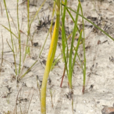 Prasophyllum elatum (Tall Leek Orchid) at Jerrawangala, NSW - 21 Sep 2013 by AlanS